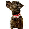 Tito's Dog Collar